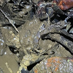 Anablepsoides hartii