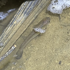 Anablepsoides hartii