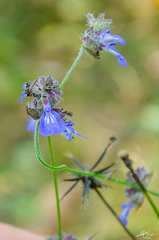 Salvia lasiocephala