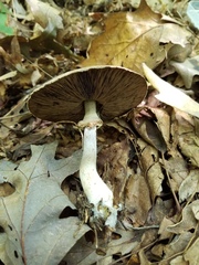 Agaricus leptocaulis