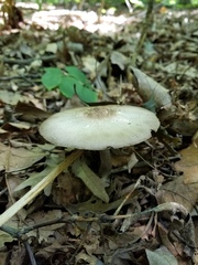 Agaricus leptocaulis