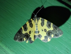 Pantherodes pardalaria