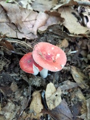 Russula pseudopeckii
