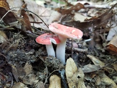 Russula pseudopeckii
