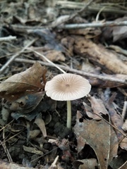 Pluteus deceptivus