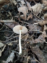 Pluteus deceptivus