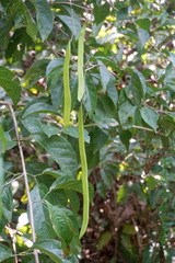 Bignonia
