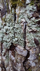 Pertusaria sinusmexicani