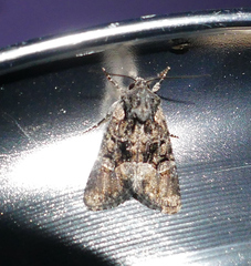 Lacinipolia olivacea