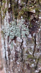 Pertusaria sinusmexicani