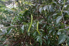 Bignonia