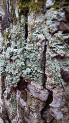 Pertusaria sinusmexicani