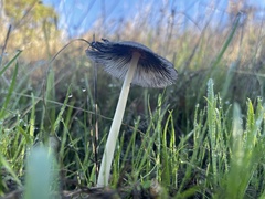 Lanatulae