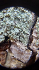 Pertusaria sinusmexicani