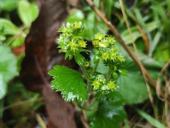 Alchemilla orbiculata