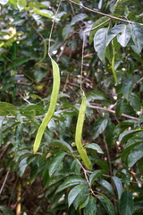 Bignonia
