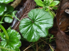 Alchemilla orbiculata