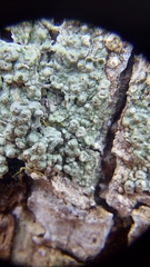 Pertusaria sinusmexicani