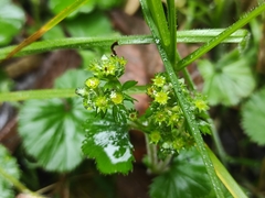Alchemilla orbiculata