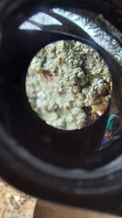 Pertusaria sinusmexicani