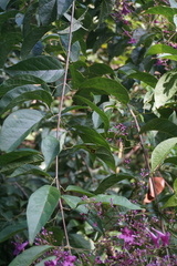 Bignonia