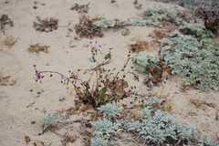 Cistanthe philhershkovitziana