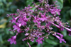 Bignonia