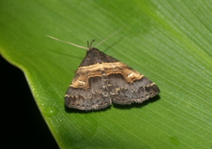 Bertula abjudicalis