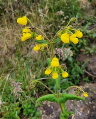 Calceolaria crenata