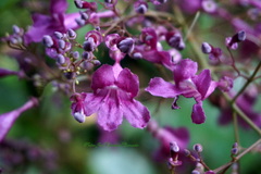 Bignonia