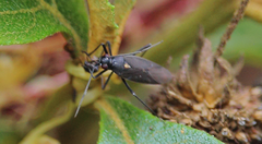 Stenoparedra fallax