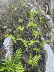 Polypodium californicum
