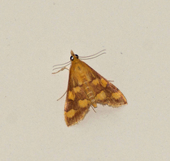 Pyrausta phoenicealis