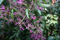 Bignonia