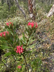 Telopea truncata