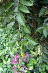 Bignonia