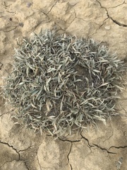 Astragalus spatulatus