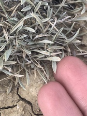 Astragalus spatulatus