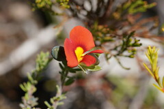 Gompholobium ecostatum