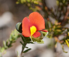 Gompholobium ecostatum