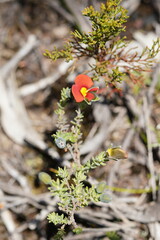 Gompholobium ecostatum