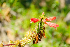 Lamourouxia multifida
