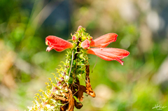 Lamourouxia multifida
