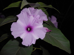 Ipomoea carnea
