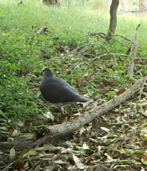 Leucosarcia melanoleuca