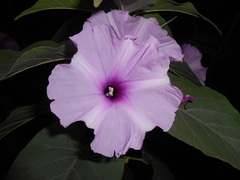 Ipomoea carnea