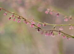 Gonocarpus tetragynus
