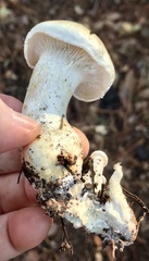 Leucopaxillus