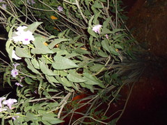 Ipomoea carnea