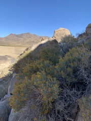 Ericameria paniculata